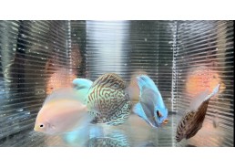 Discus video N°73