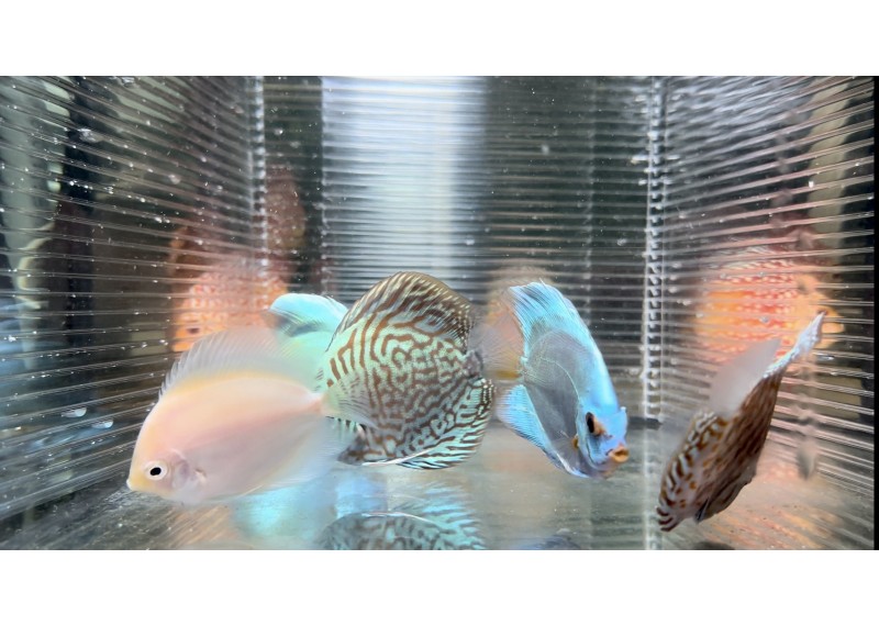 Discus video N°73