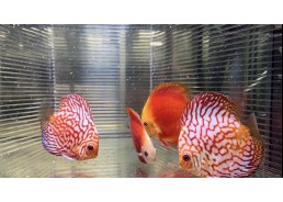 Discus video N°80