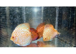 Discus video N°81