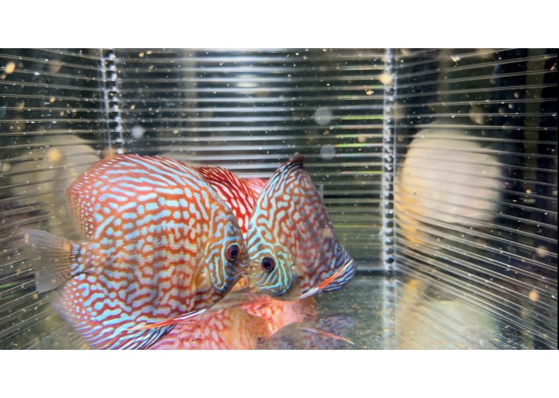 Discus video N°83