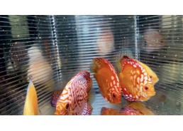 Discus video N°84