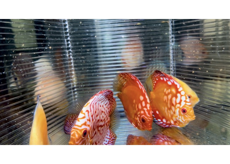 Discus video N°84