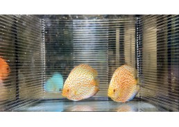 Discus video N°91