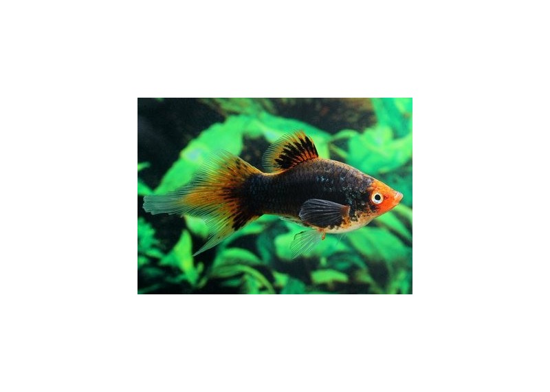 Platy corail noir shpitz