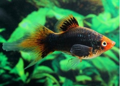 Platy corail noir shpitz