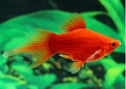 Platy corail rouge shpitz