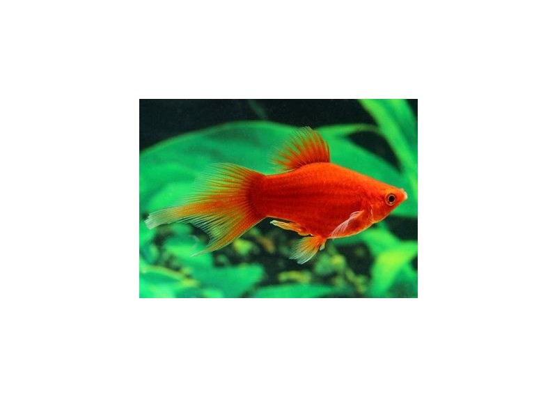 Platy corail rouge shpitz