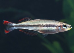 Bedotia madagascariensis