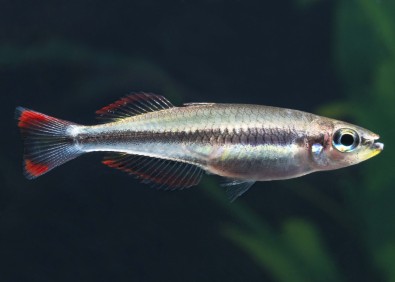 Bedotia madagascariensis