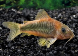 Corydoras melanotaenia