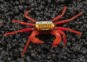 Crabe roxy red