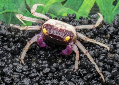 Crabe violet pattes blanches