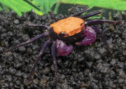 Crabe vampire tangerine