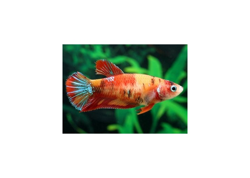 Betta plakat femelle candy