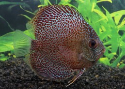 Discus léopard snakeskin