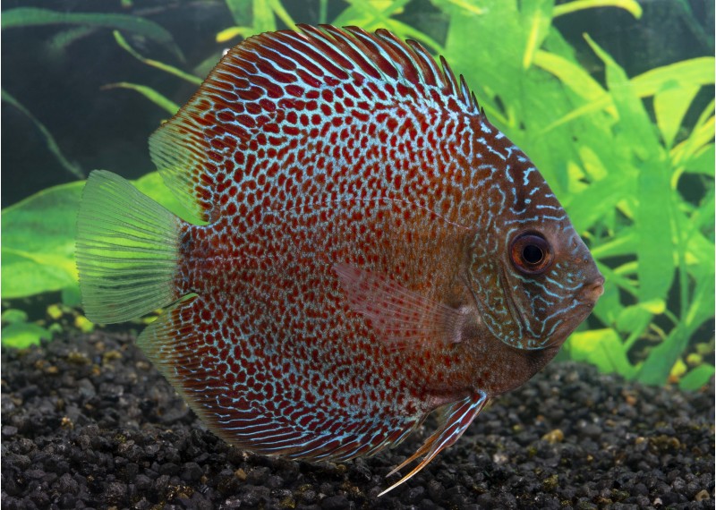 Discus léopard snakeskin