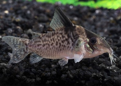 Corydoras melanistus