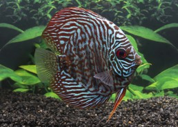 Discus tiger turquoise