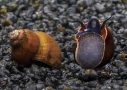 Escargot viviparus blueberry