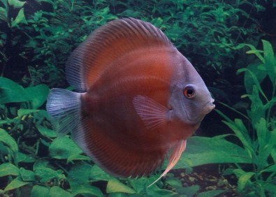 Discus rose red