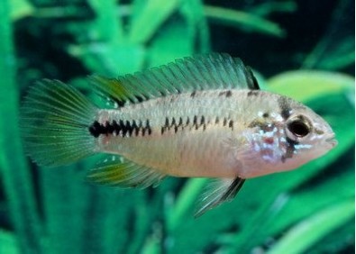 Apisto borelli (mâle)