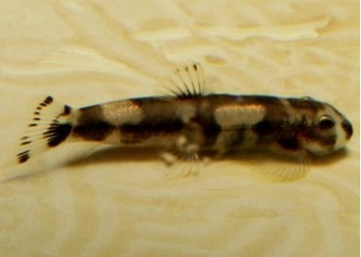 Protomyzon pachychilus