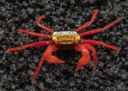 Crabe roxy red (mâle)