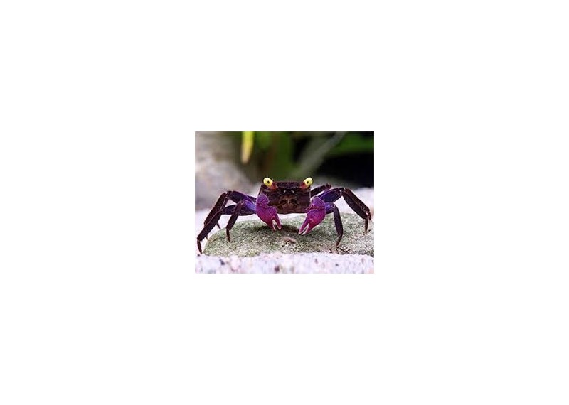 Crabe dennerle purple