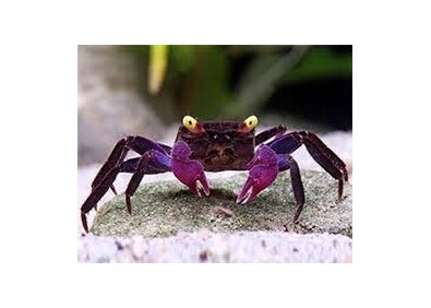 Crabe dennerle purple