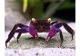 Crabe dennerle purple