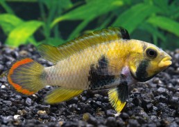 Apisto pandurini