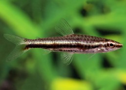 Nannostomus trifasciatus