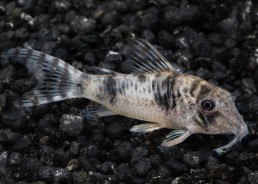 Corydoras reynoldsi